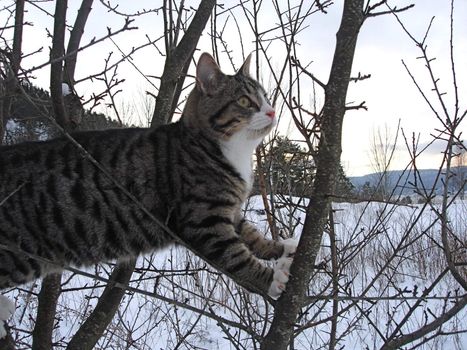a cat climbing the tree