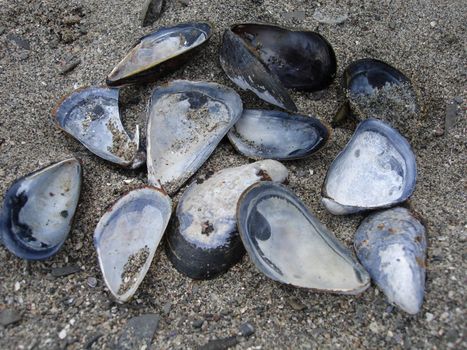 shells in the sand