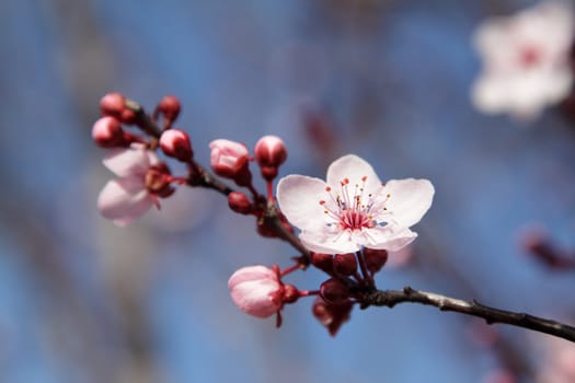 A flower of a blooming tree on sunny spring day