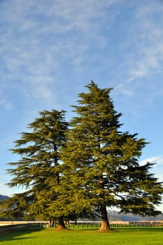 Pine Trees at Lake Shasta