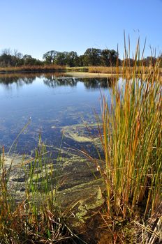 California Wetland