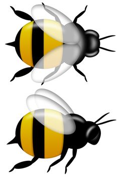 Bumble Bee Top and Side View Illustration Isolated on White Background