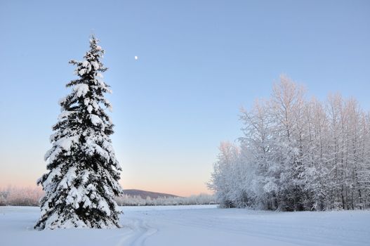 Lone White Spruce during Alaska Winter 