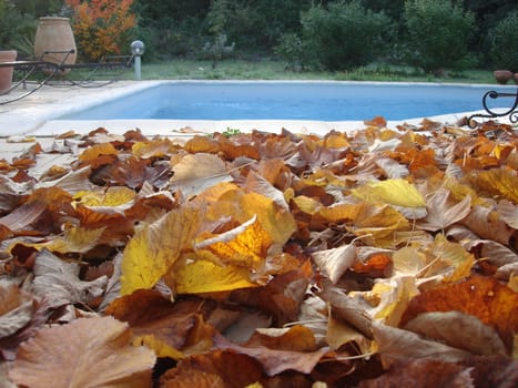 yellow leaves