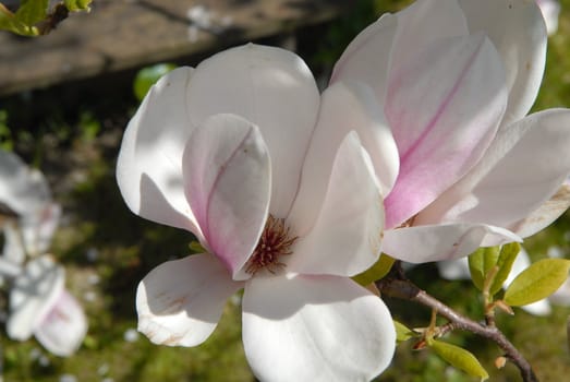 blossom flowers
