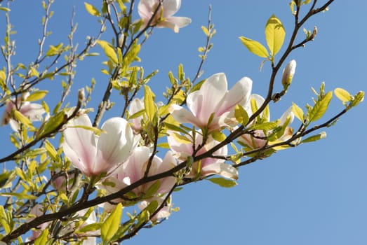 blossom flowers