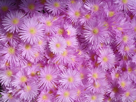 blossom flowers