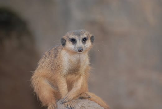 Suricata