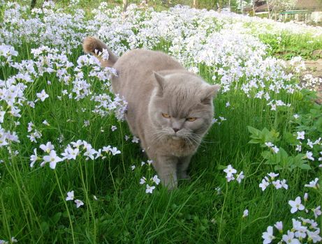 blossom flowers