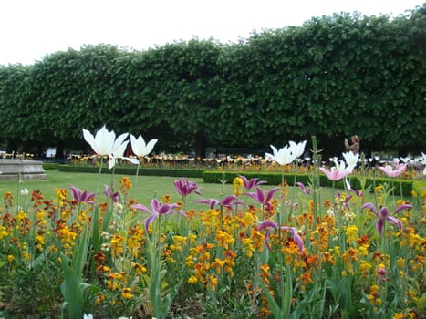 blossom flowers