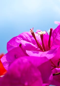 Purple crocus detail on light blue sky background