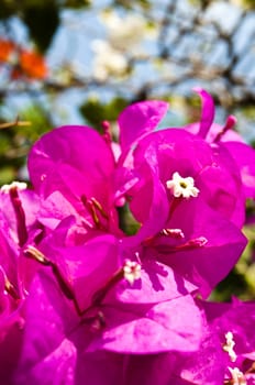 Purple crocus flower detail in a ligh bush