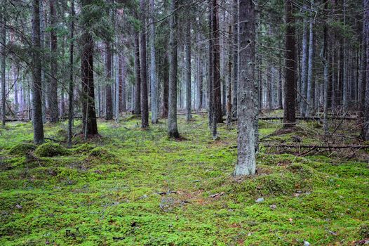 The lush majestic coniferous forest, overgrown moss