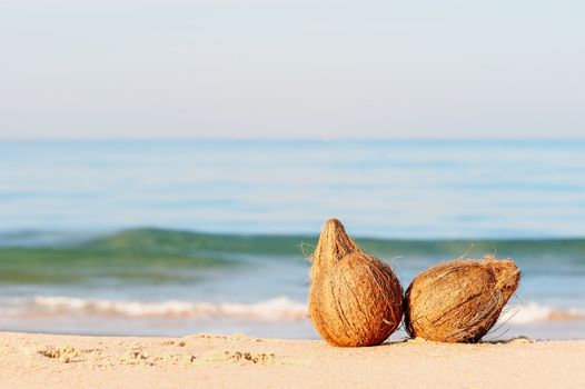 Two coconuts on the sandy sea shore