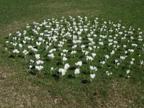 blossom flowers