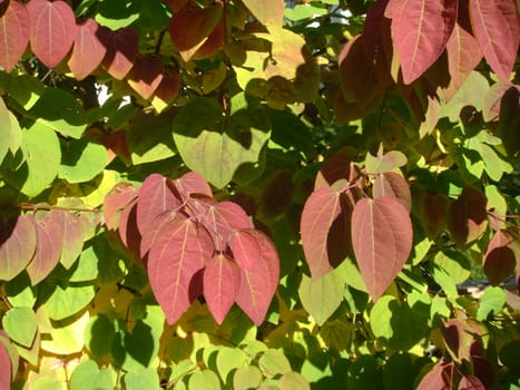 red and yellow leaves