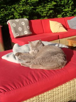 a cat sleeping on the sofa outdoor