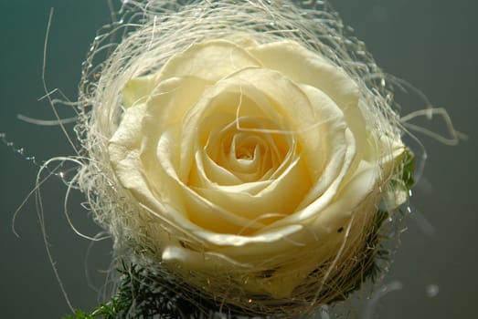 yellow rose