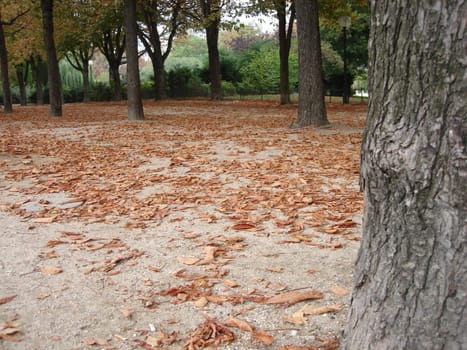 trees at the seaside