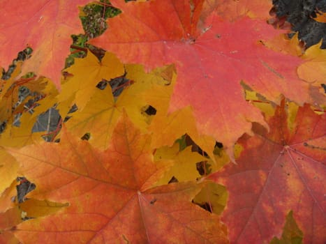 red and yellow leaves