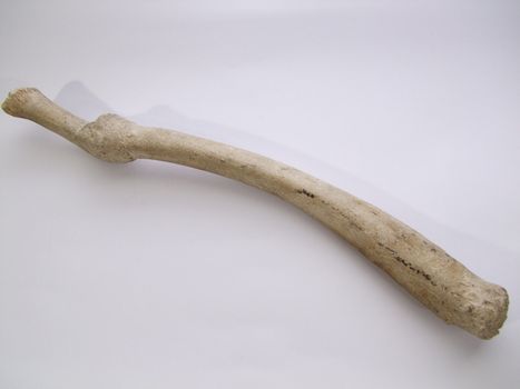 bone fracture term marine animal, a part of the skeleton