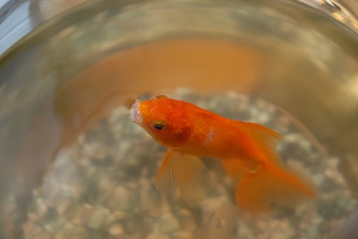 red goldfish