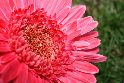 A beautiful background with a closeup view of a pink flower.