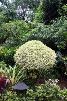 Trimmed plants in a beautiful garden.