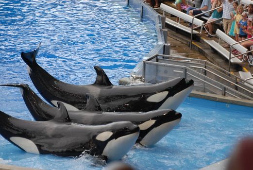 dolphin show, Sea world, Orlando