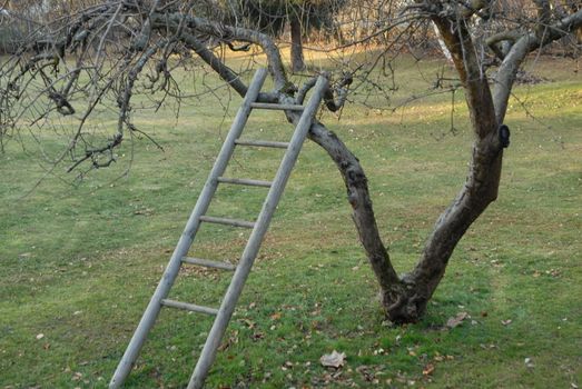 a ladder leaning on tree