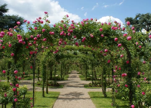 roses pergola in a french garden