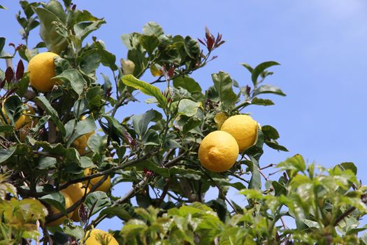 lemon tree with yellow lemons on a blue sky background