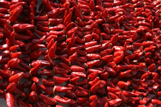 red peppers bunch drying on a wall