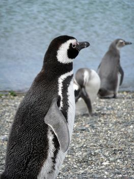 Magellan penguins near Ushuaia, Patagonia