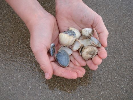 shells in hands