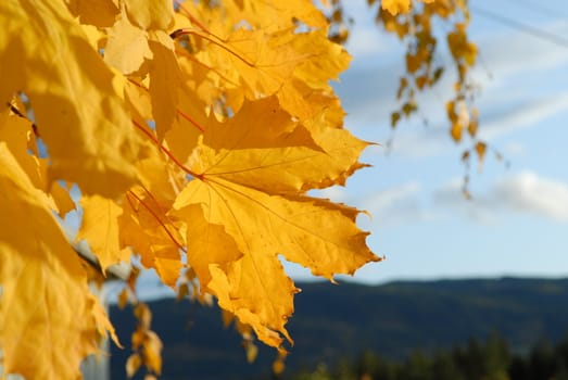 yellow leaves