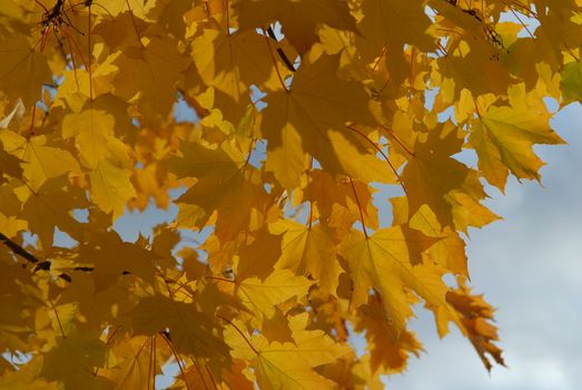 yellow leaves