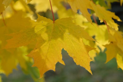 yellow leaves