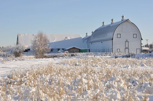 Historic Dairy Barn at Creamer's Field during Winter - Fairbanks, Alaska 