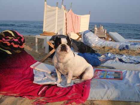 a dog on the beach