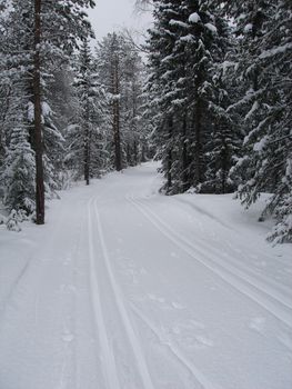 road and forest covered by snow