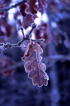 Winter leaf surrounded by a border of ice crystals