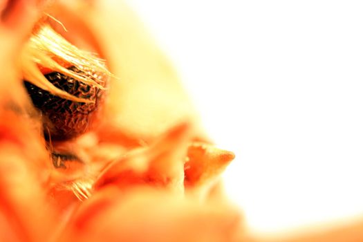 Extreme closeup of dried boiled lobster shell