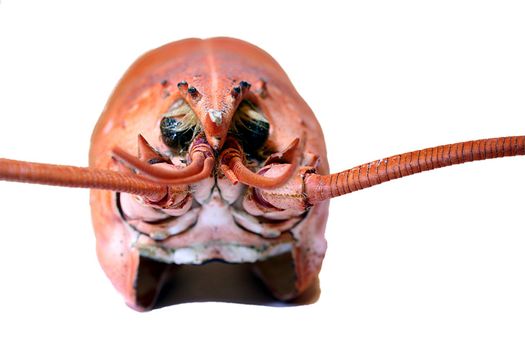 Closeup of boiled lobster