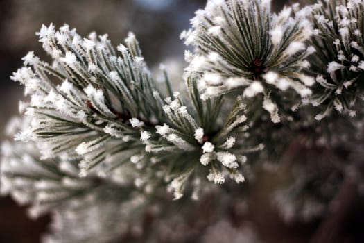 Pine needles with frosty winter snow crystals