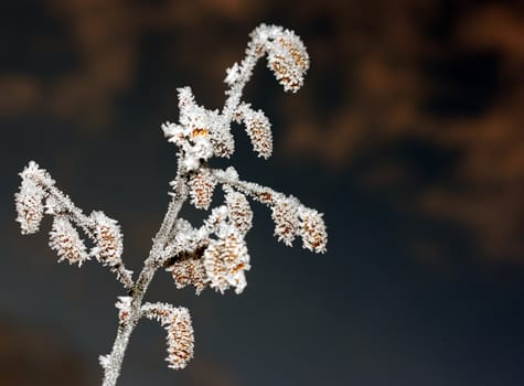Small shrubbery outlined in ice crystals