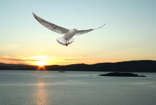 a seagull flying over the sea - beautiful landscape from norwegian fjords