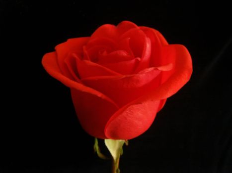 beautiful red rose - love and romance symbol 