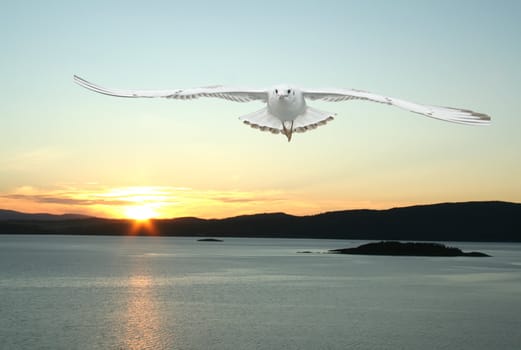 a seagull flying over the sea - beautiful landscape from norwegian fjords
