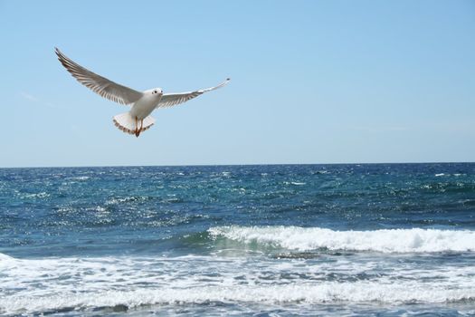 a beautiful seagul flying over the sea